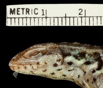 Media type: image;   Herpetology R-37551 Aspect: head lateral